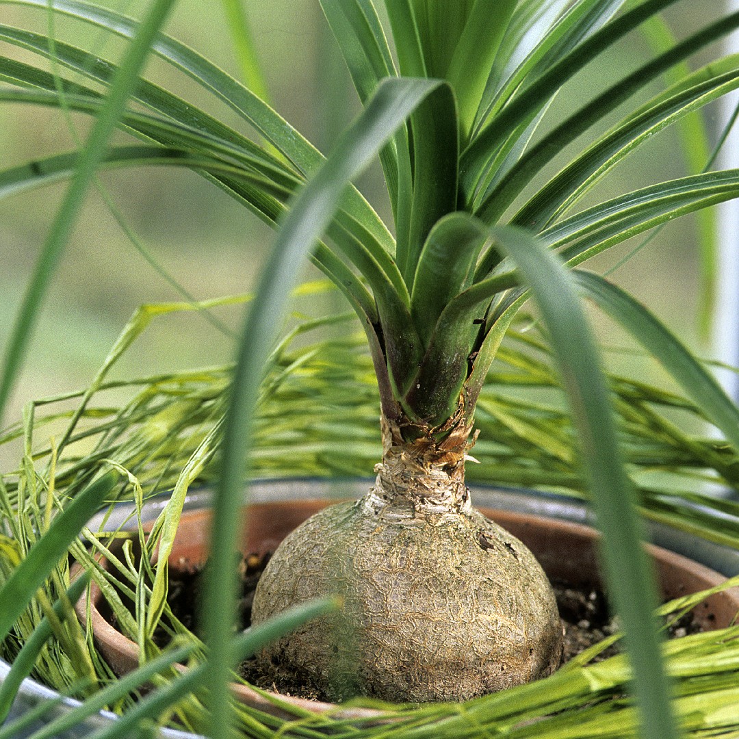 Pata-de-elefante (Beaucarnea recurvata) - PictureThis