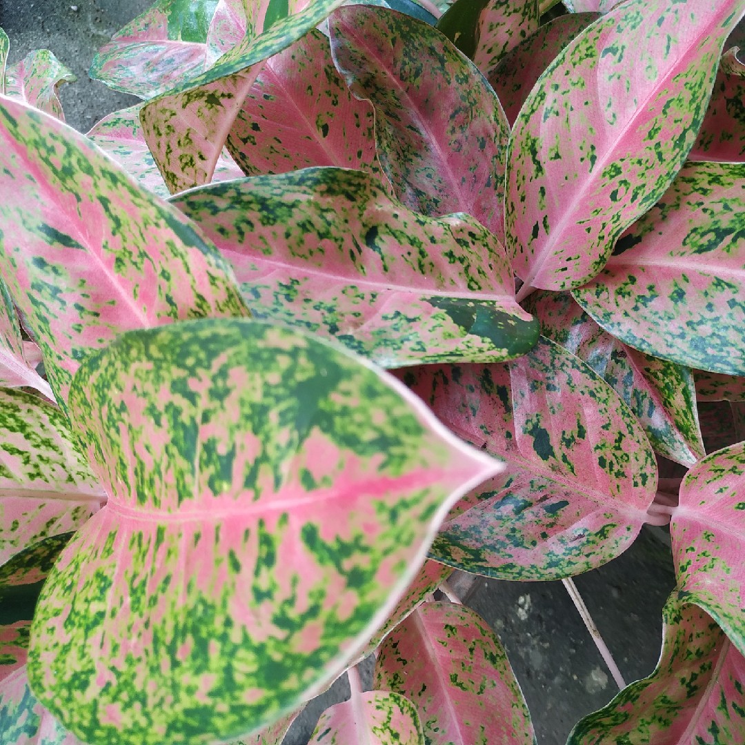 Aglaonema PictureThis