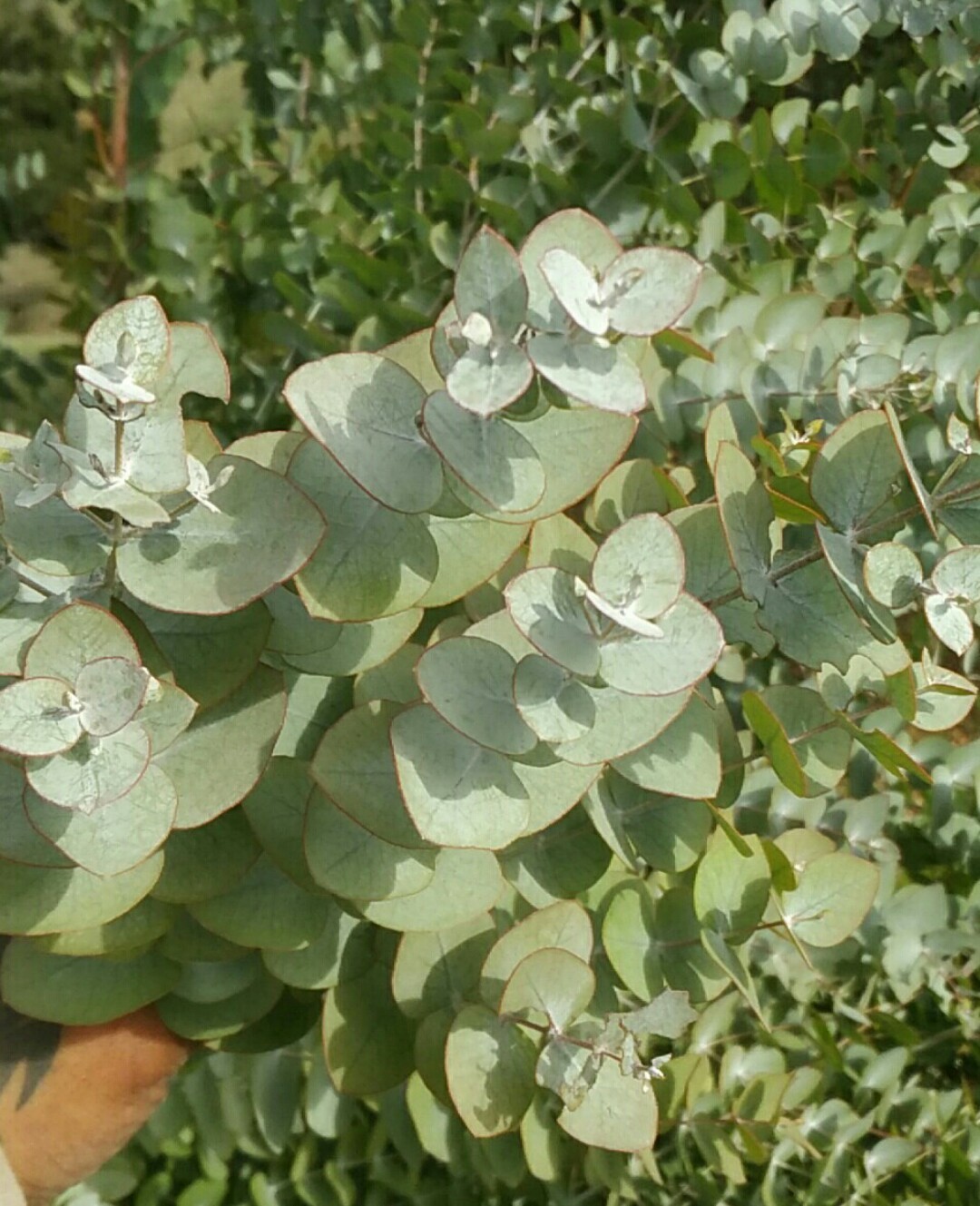 ギンマルバユーカリ (Eucalyptus cinerea) 花言葉，毒性，よくある質問 - PictureThis