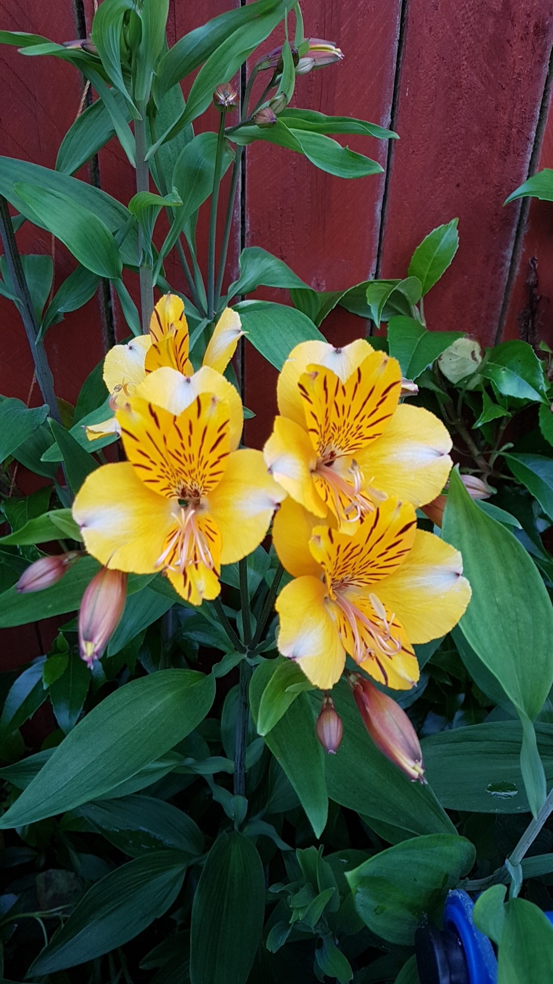 アルストロメリア属 'Yellow Friendship'の育て方・栽培方法