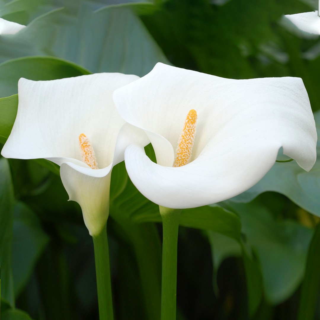 Calla (Zantedeschia aethiopica) - PictureThis