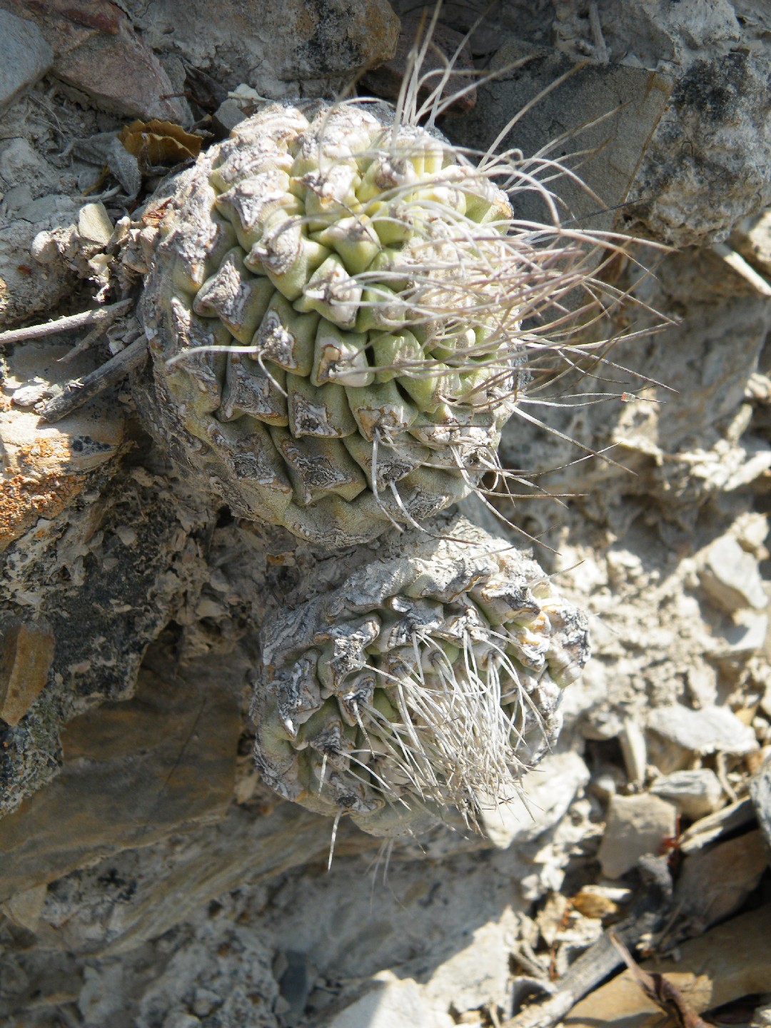 Strombocactus disciformis - PictureThis
