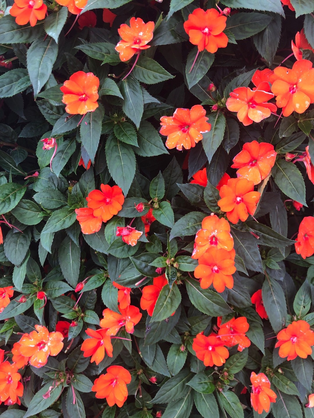 Impatiens 'Sunpatiens Compact Orange' - PictureThis