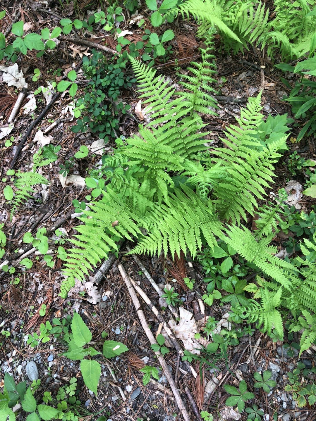 Parathelypteris Care (Watering, Fertilize, Pruning, Propagation ...