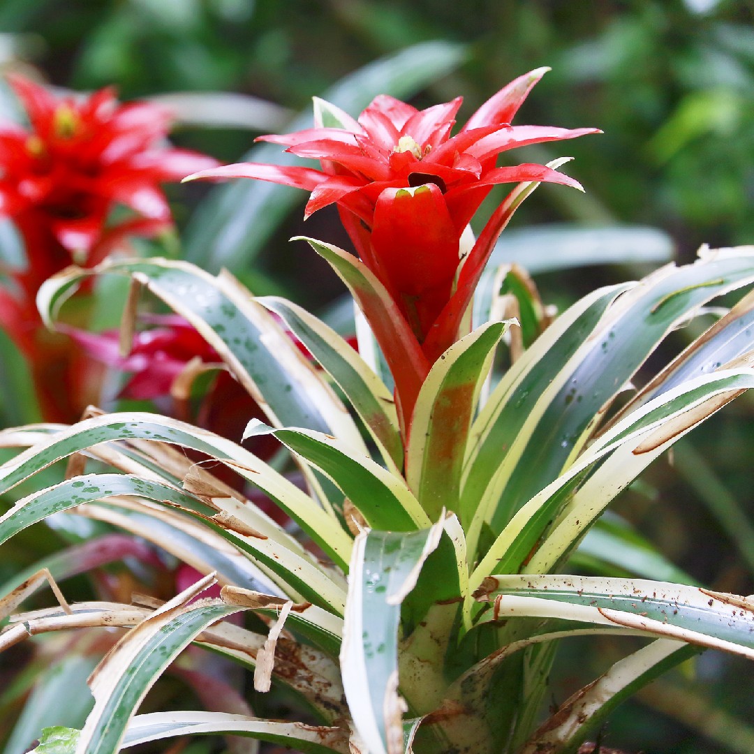 How to Grow and Care for Tufted air plant