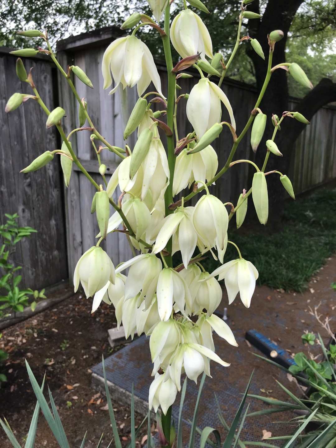 How to identify Adam's needle (Yucca filamentosa)