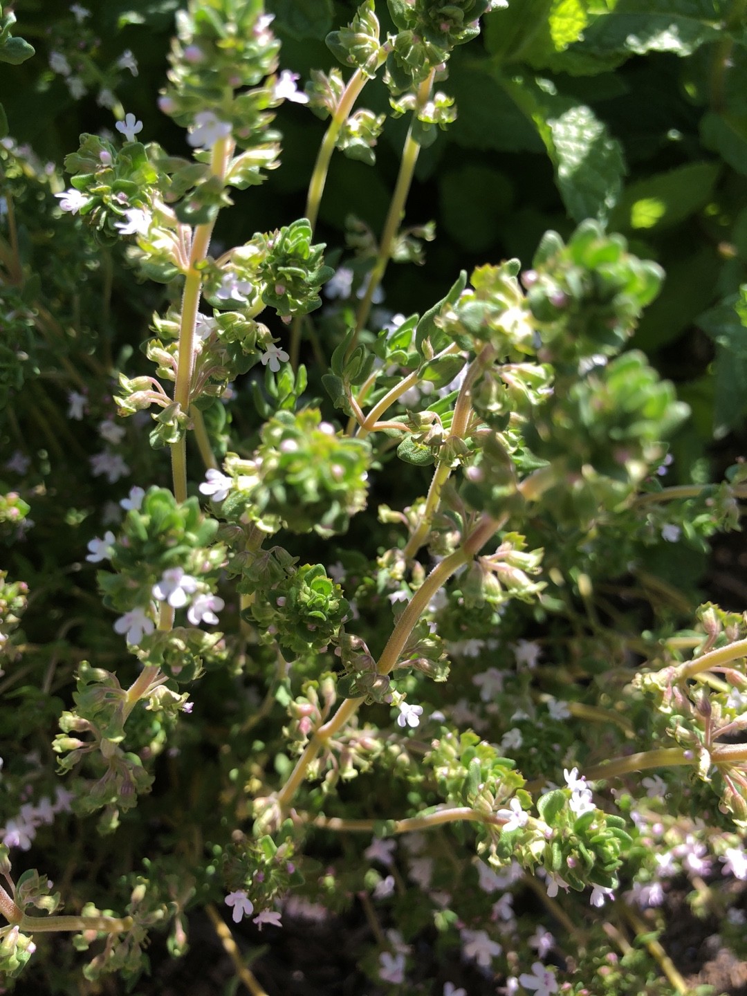 Padre e hijos (Frankenia pulverulenta) - PictureThis, image size:1080x1440