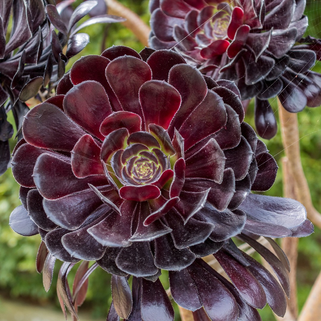 Aeonium Arboreum 'Zwartkop' Black Rose Aeonium, 51% OFF