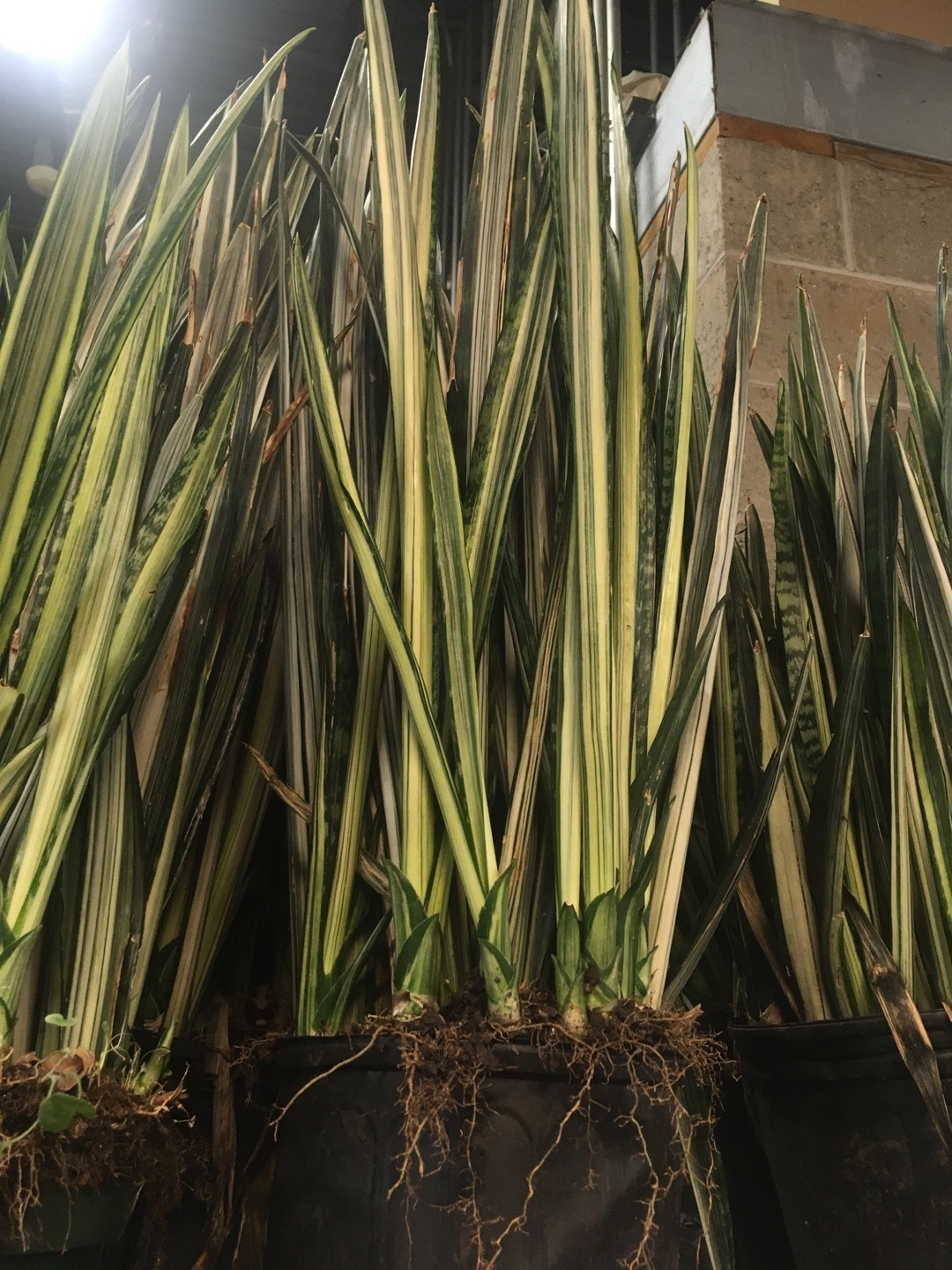How to Grow and Care for Snake plant 'Bantel's Sensation'