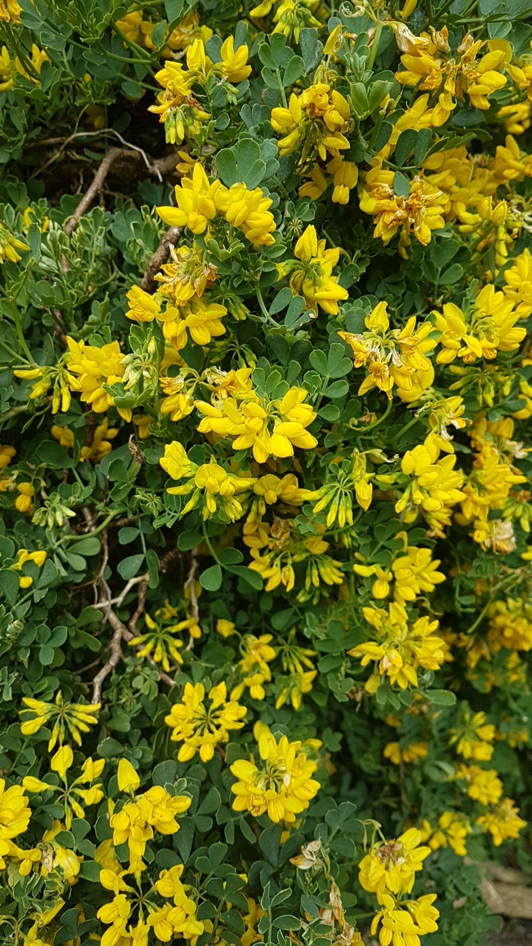 コロニラ属 (Coronilla) 花言葉，毒性，よくある質問 - PictureThis