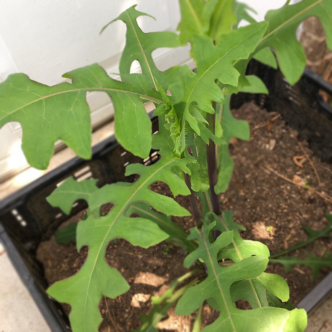 カナダ レタス Lactuca Canadensis 花言葉 毒性 よくある質問 Picturethis カナダ レタス Lactuca Canadensis 花言葉 毒性 よくある質問 Picturethis