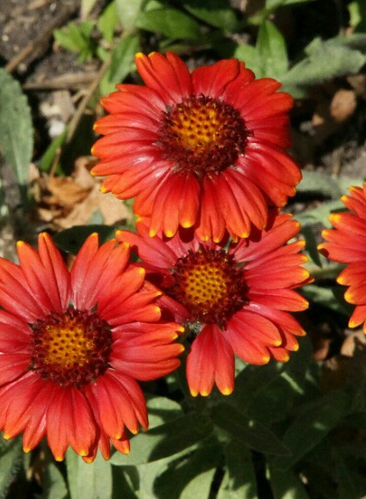 Gaillardia × grandiflora 'Red Sun' PictureThis