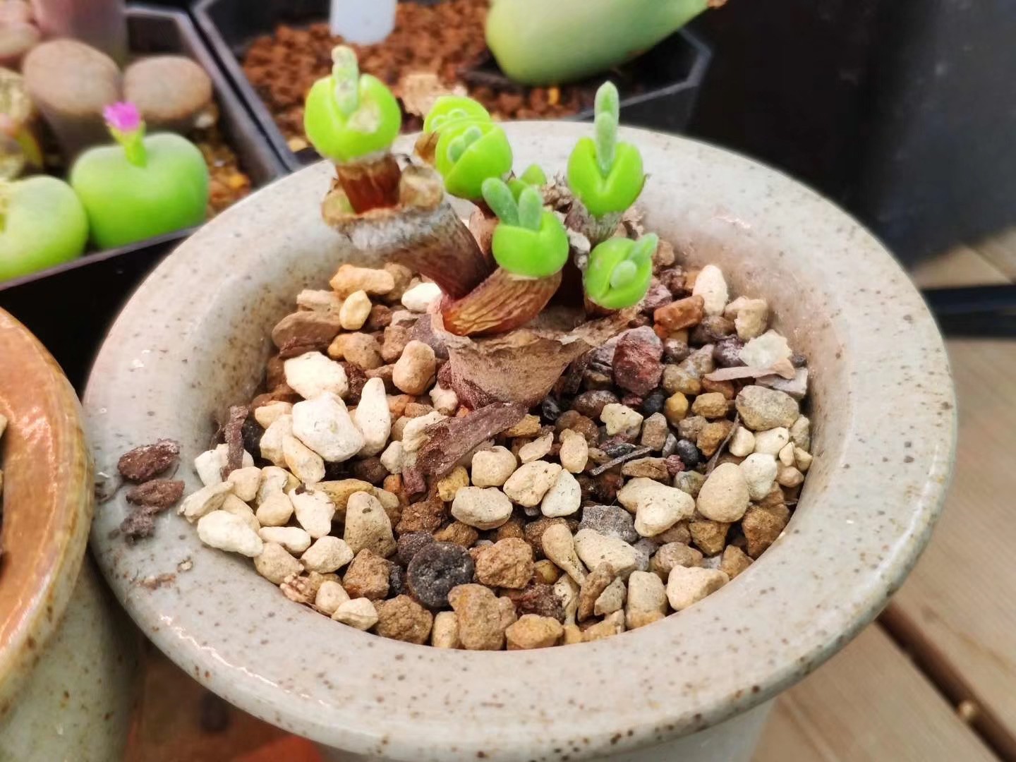 bad bunny snake plant Snake Plant 'Starlight' main image 0