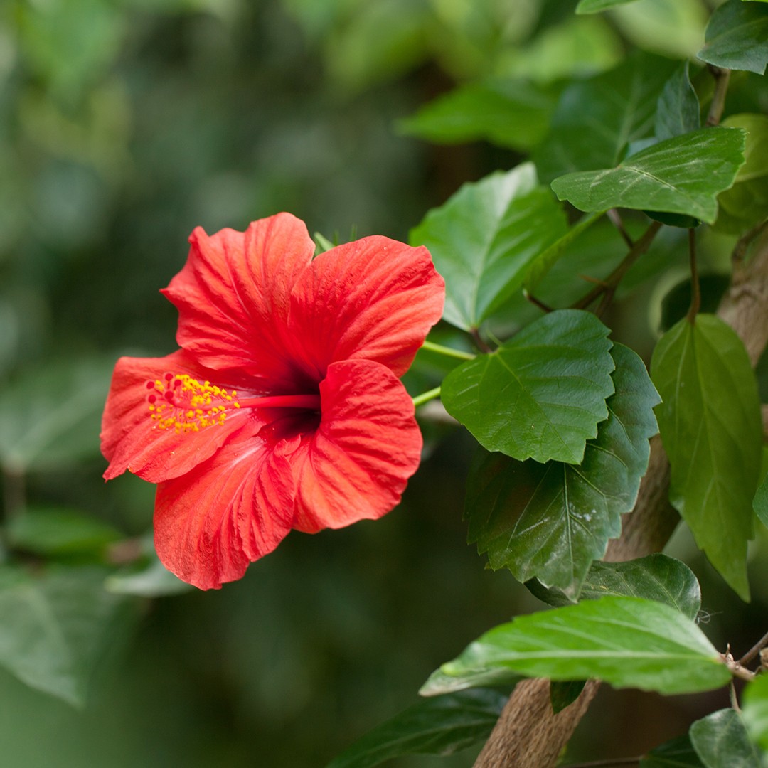 Chinese hibiscus, Description, Flower, Uses, Cultivation, & Facts