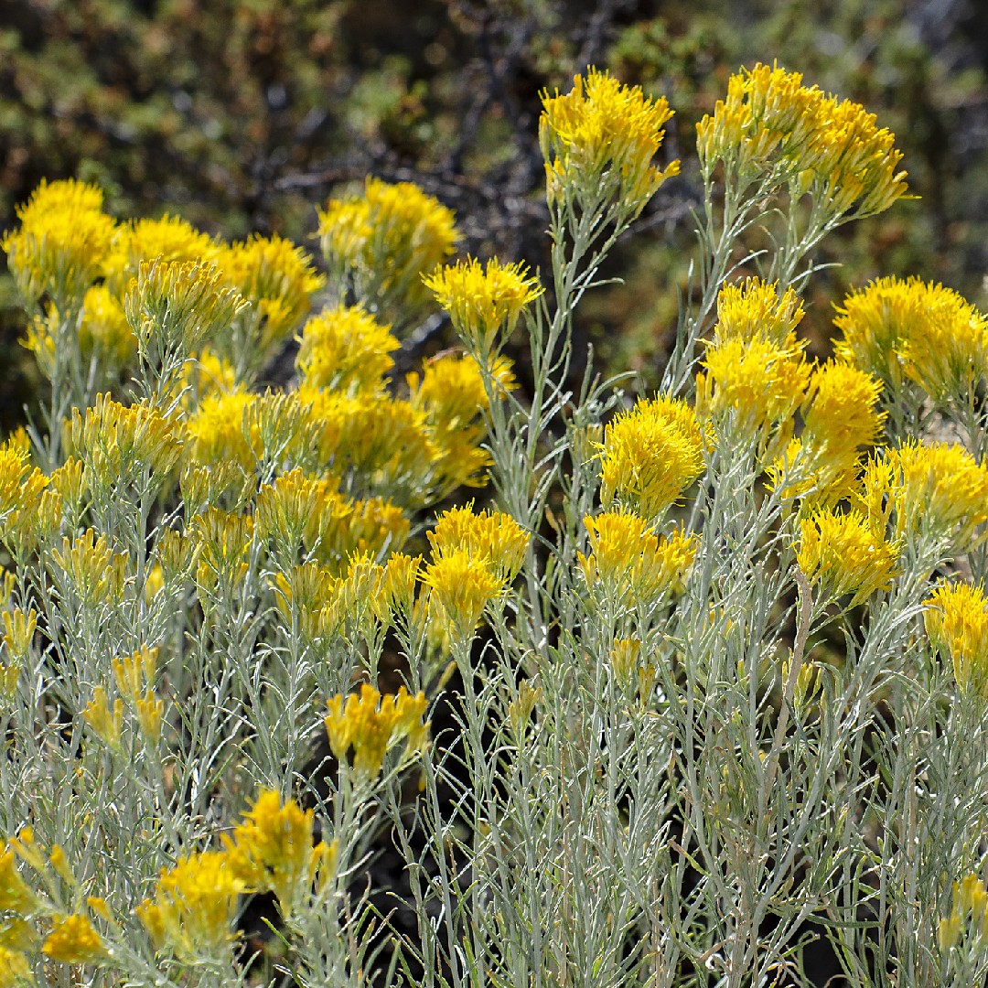 Where To Place Rubber rabbitbrush In Feng Shui? (Characteristics
