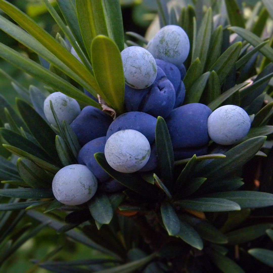 Yew plum pine Care (Watering, Fertilize, Pruning, Propagation