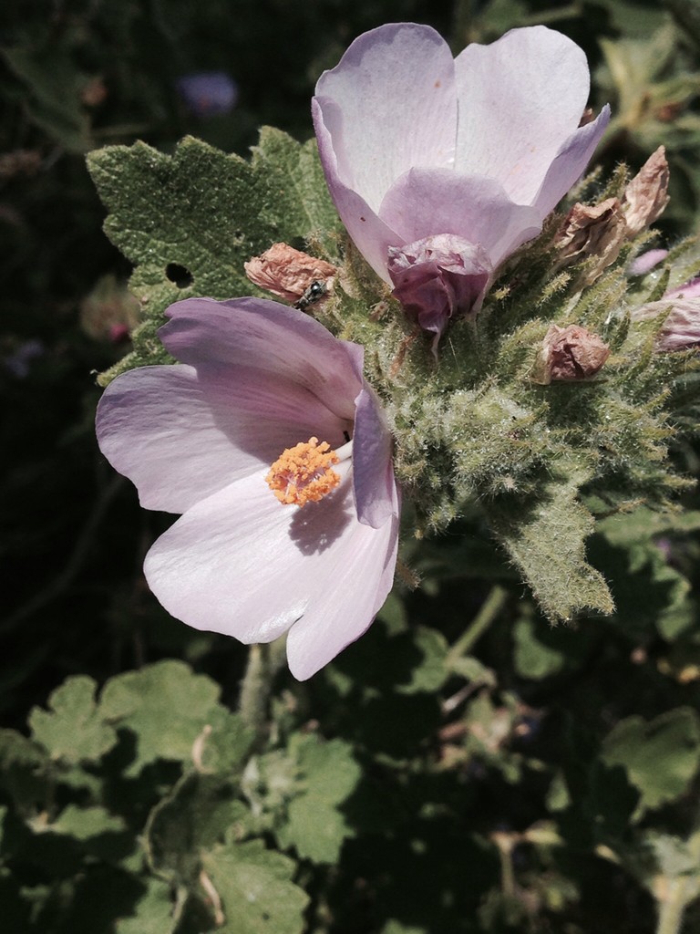 Bush Mallow Bush mallow Care (Watering, Fertilize, Pruning, Propagation) - PictureThis