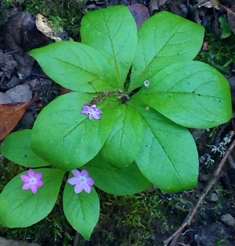 Lysimachia latifolia PictureThis