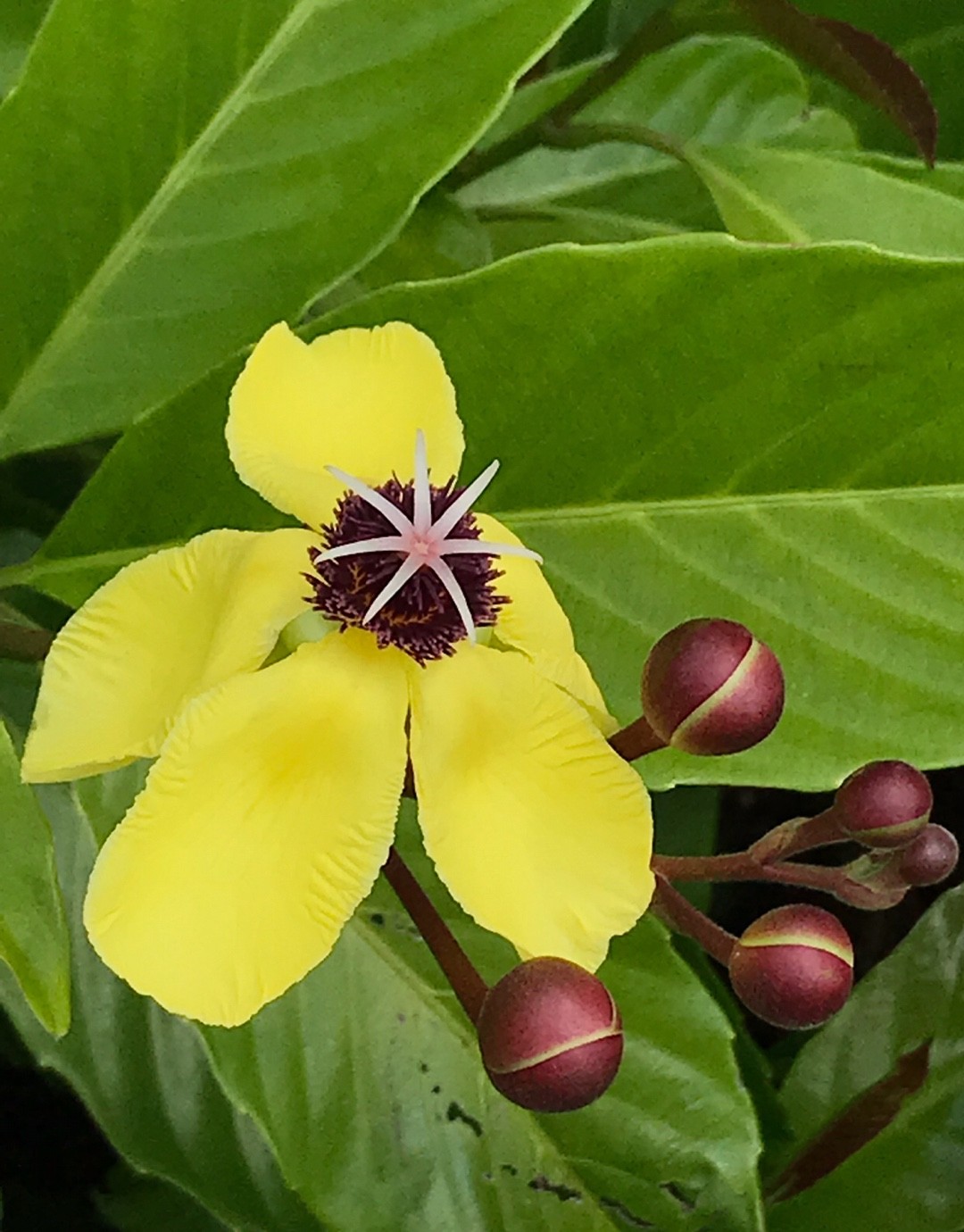 Dillenia excelsa PictureThis