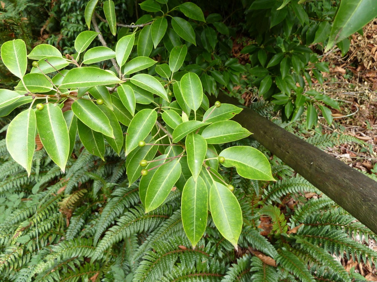 Stechpalme langstielige - Ilex pedunculosa (Pflege, Merkmale, Verbreitung,  Bilder)