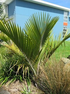 ニカウヤシ (ケア, 特徴, 花, 画像)