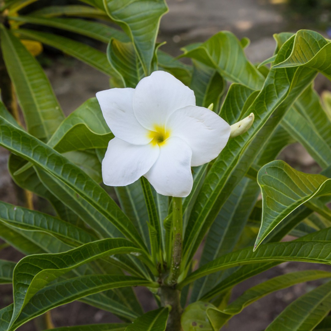 Mapuche (Plumeria pudica) - PictureThis