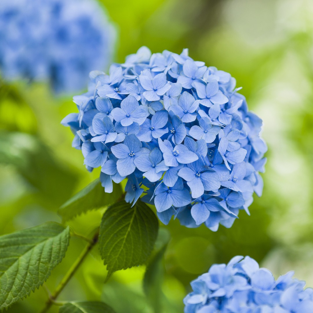 Image of Hydrangea macrophylla flower