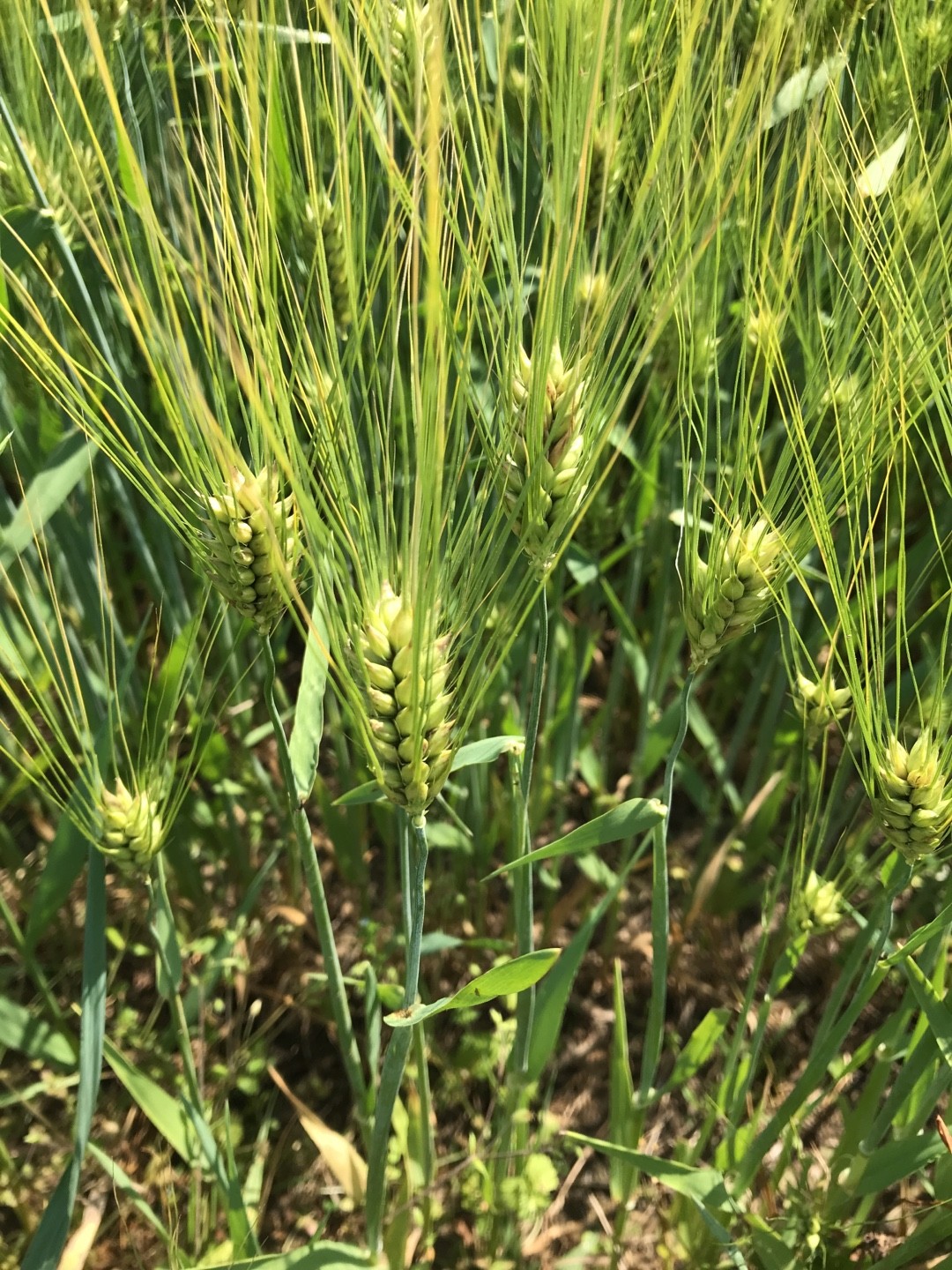 Barley (Hordeum vulgare) Care, - PictureThis