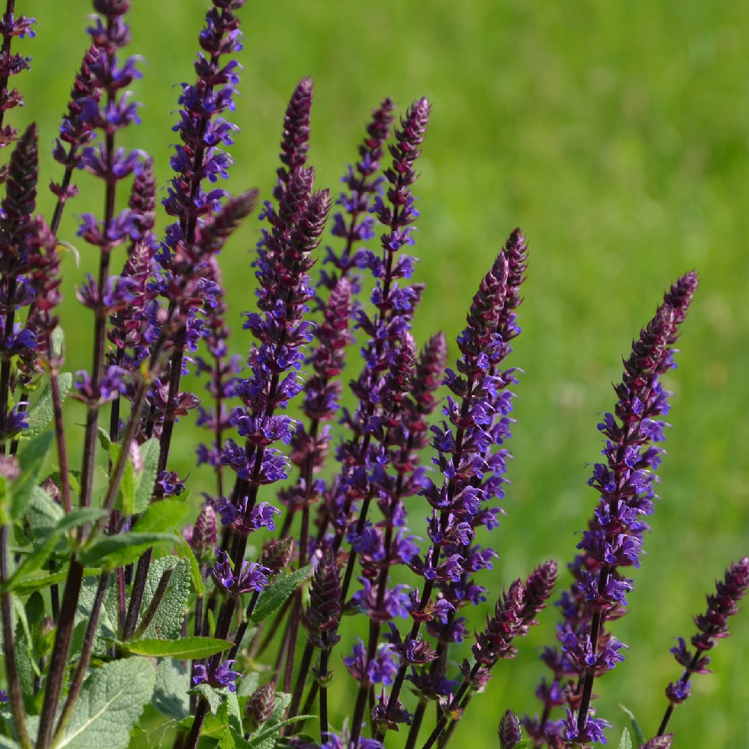 Image of Salvia nemorosa (Sage) plant