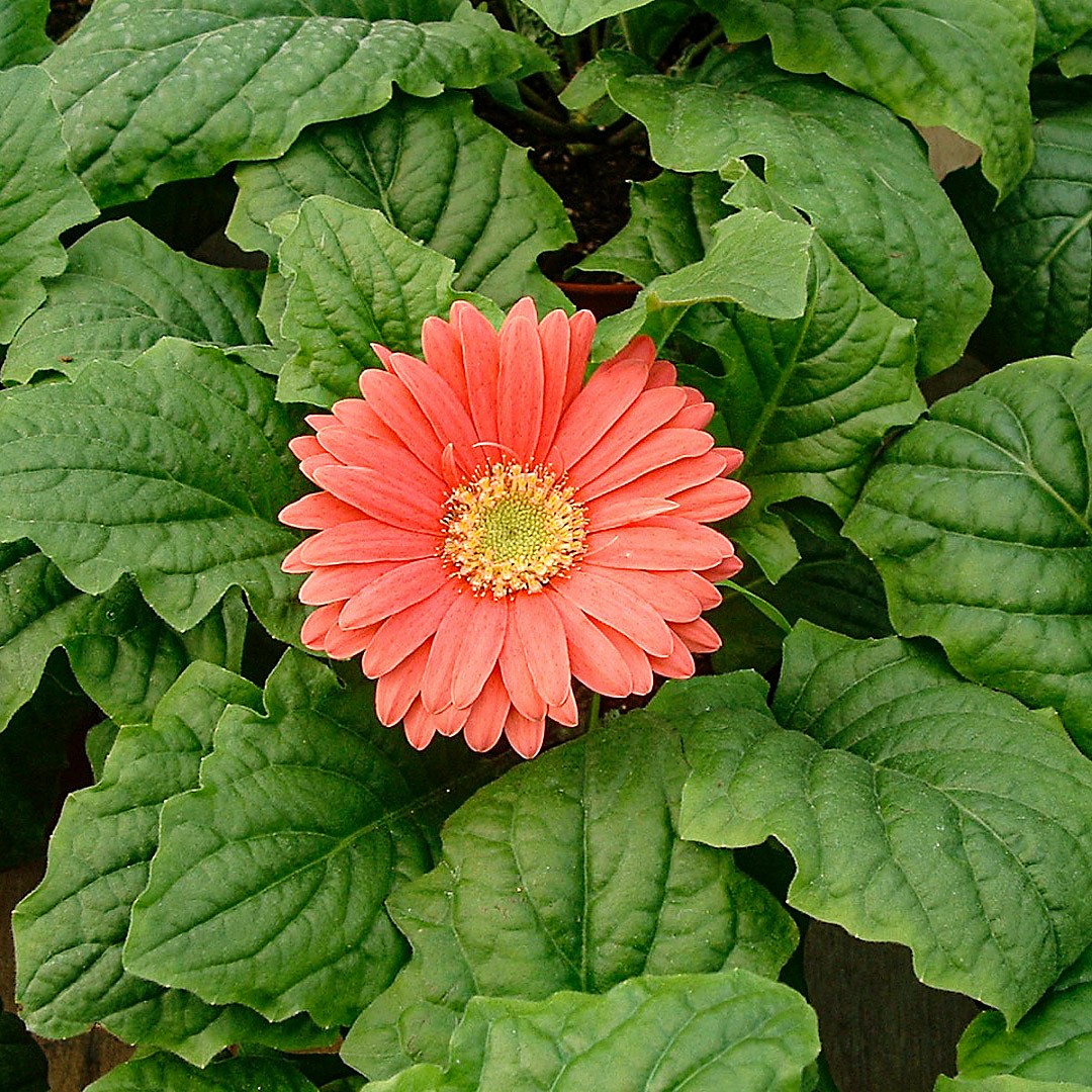 Margaritas del Transvaal (Gerbera)