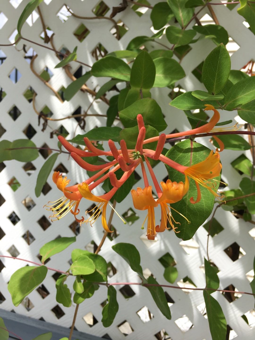 How to Grow and Care for Chinese honeysuckle 'Mandarin'