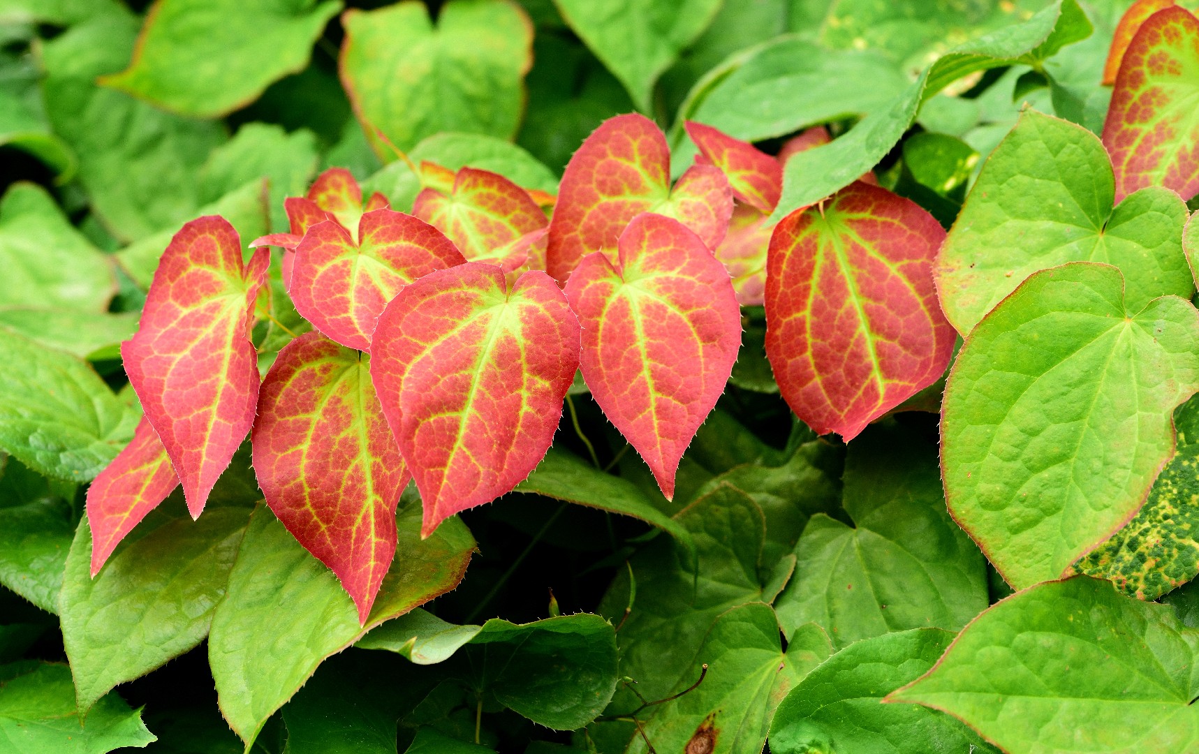 イカリソウ（碇草・錨草） 'Rose Queen' (Epimedium grandiflorum