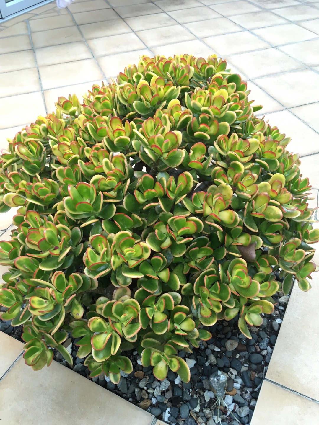san pedro cactus trichocereus pachanoi Buy a Spider Plant Easy Care Live Plant main image 1