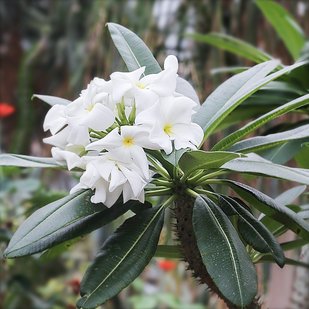 Pachypodium lamerei, palmier de Madagascar : entretien, culture