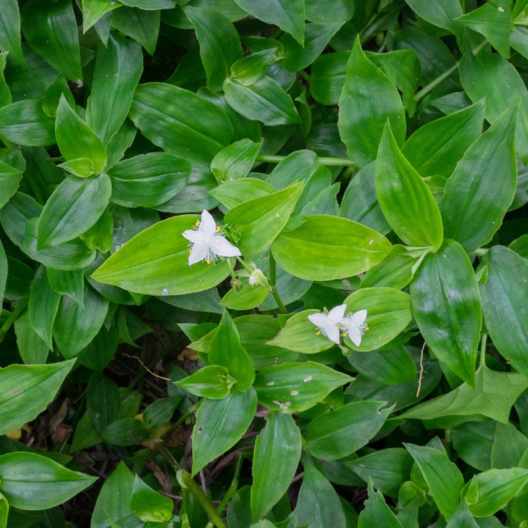 tradescantia fluminensis