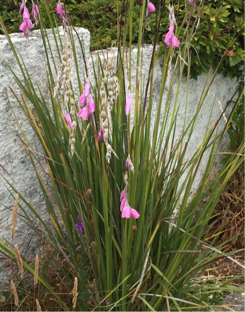 How to Grow and Care for Angel's fishing rod