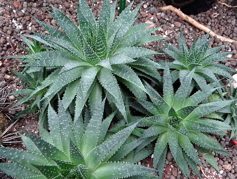 aloe vera dr max Aloe Vera Gel | Maxiblock
