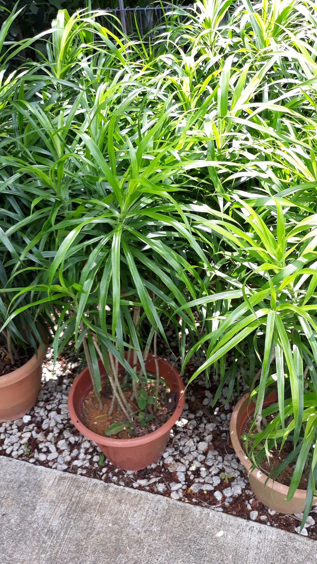 dracaena surculosa (care, water, pruning, benefits) - picturethis