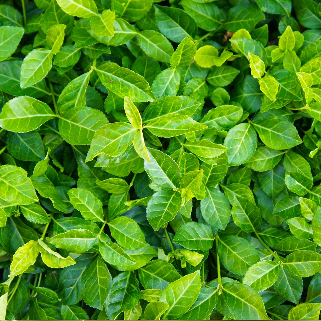 Image of Wintercreeper (Euonymus fortunei) summer ground cover plant