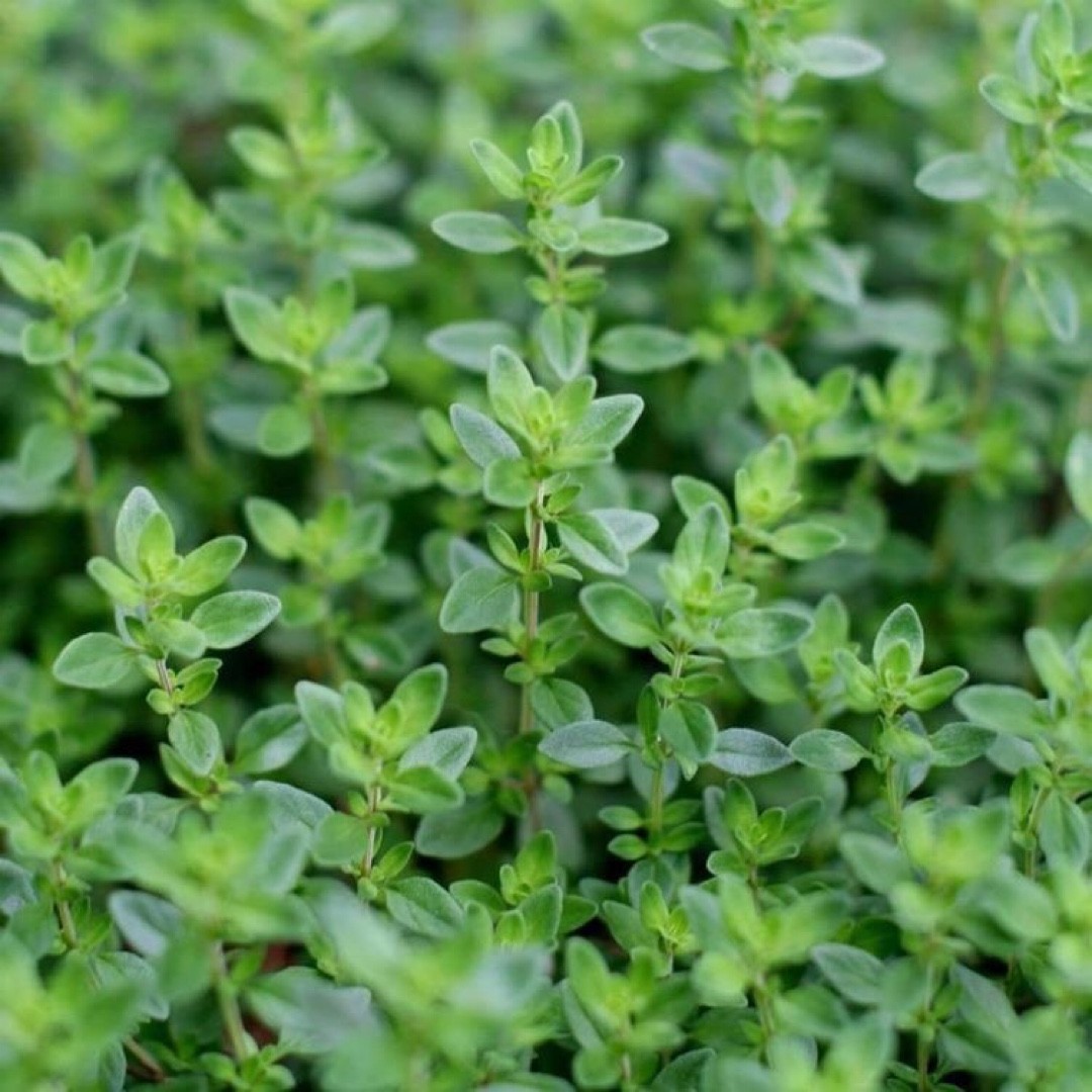 Garden thyme (Thymus vulgaris) Flower, Leaf, Care, Uses PictureThis