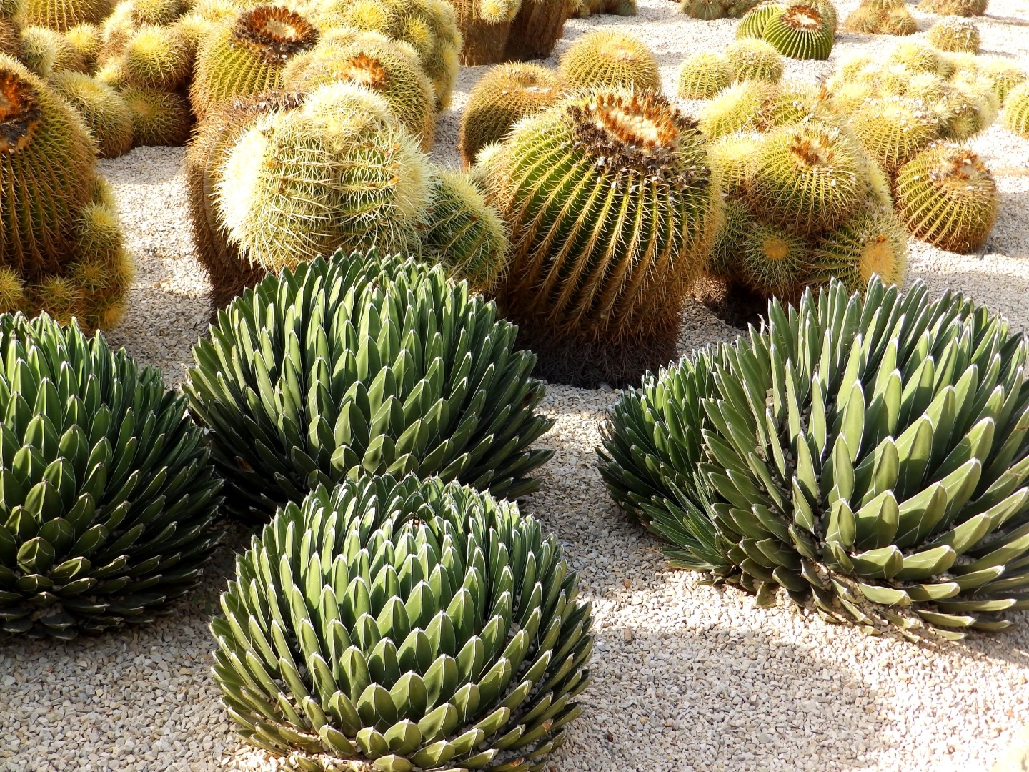 Agave-da-rainha-victória - Agave victoriae-reginae (Cuidado
