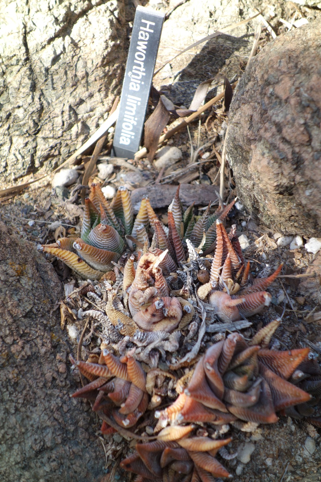 How to Plant and Grow Fairy washboard(Haworthia limifolia)