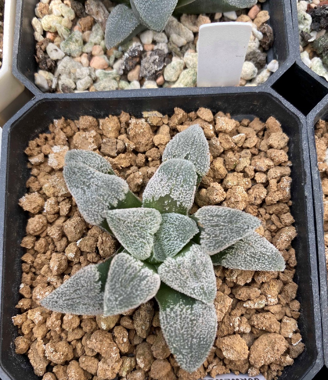 多肉植物 ハオルチア ピグマエア錦 糊斑多肉植物 ハオルチア