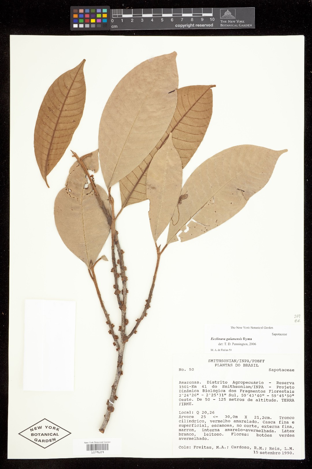 Ecclinusa guianensis PictureThis