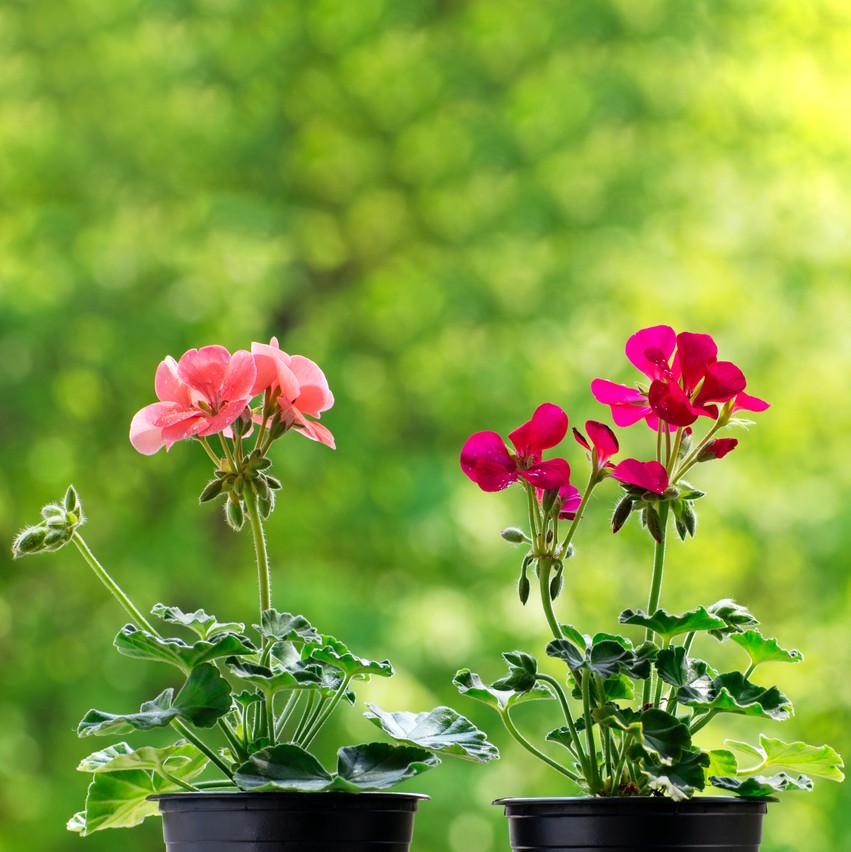 Gerânio (Pelargonium zonale) - PictureThis