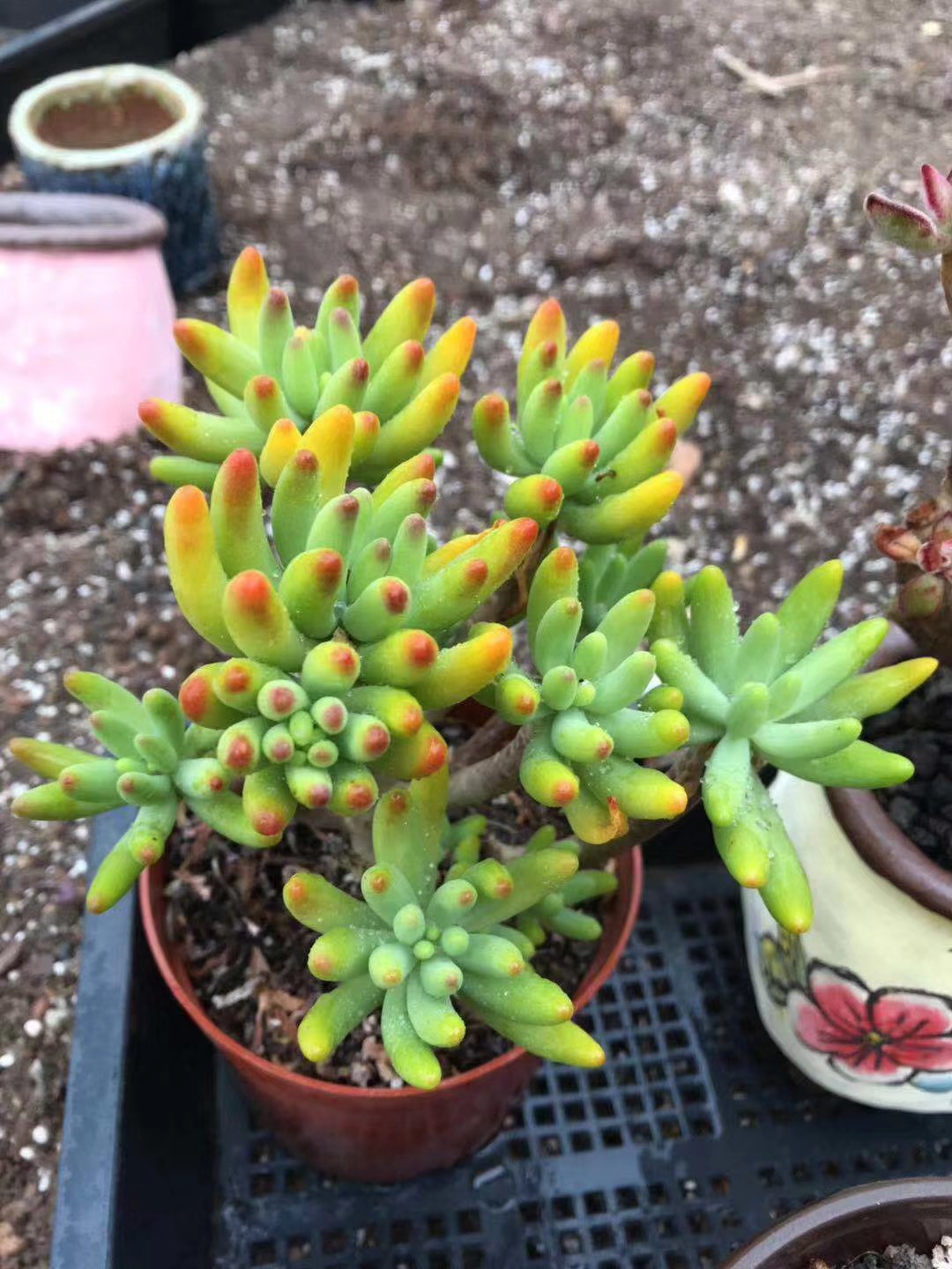 Sedum Makinoi, Ogon Sedum, Stonecrop maceta de 2 pulgadas - Etsy México, image size:1080x1440