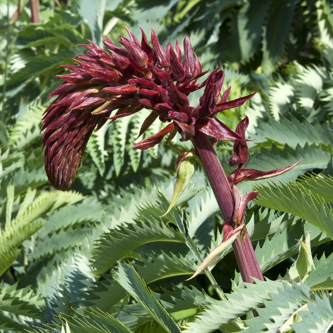 Honey flowers (Melianthus) Flower, Leaf, Care, Uses PictureThis