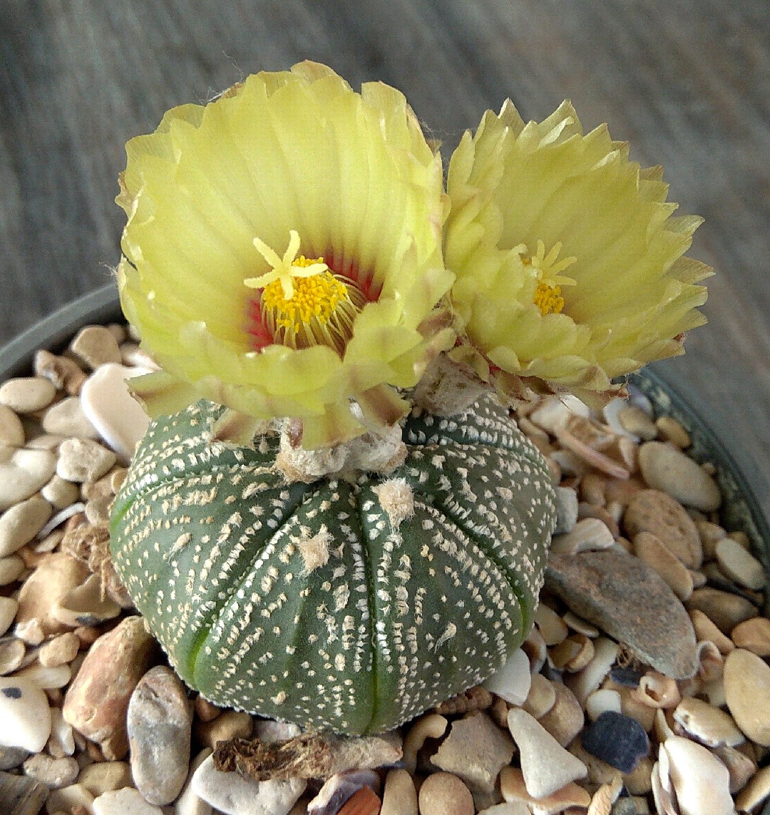 Seeigelkaktus - Astrophytum asterias (Pflege, Merkmale, Blume, Bilder)