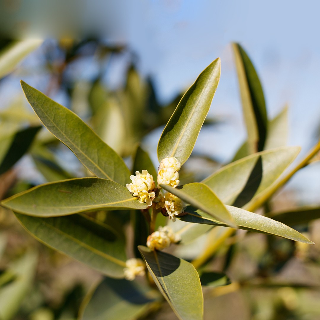 Laureles de California (Umbellularia)