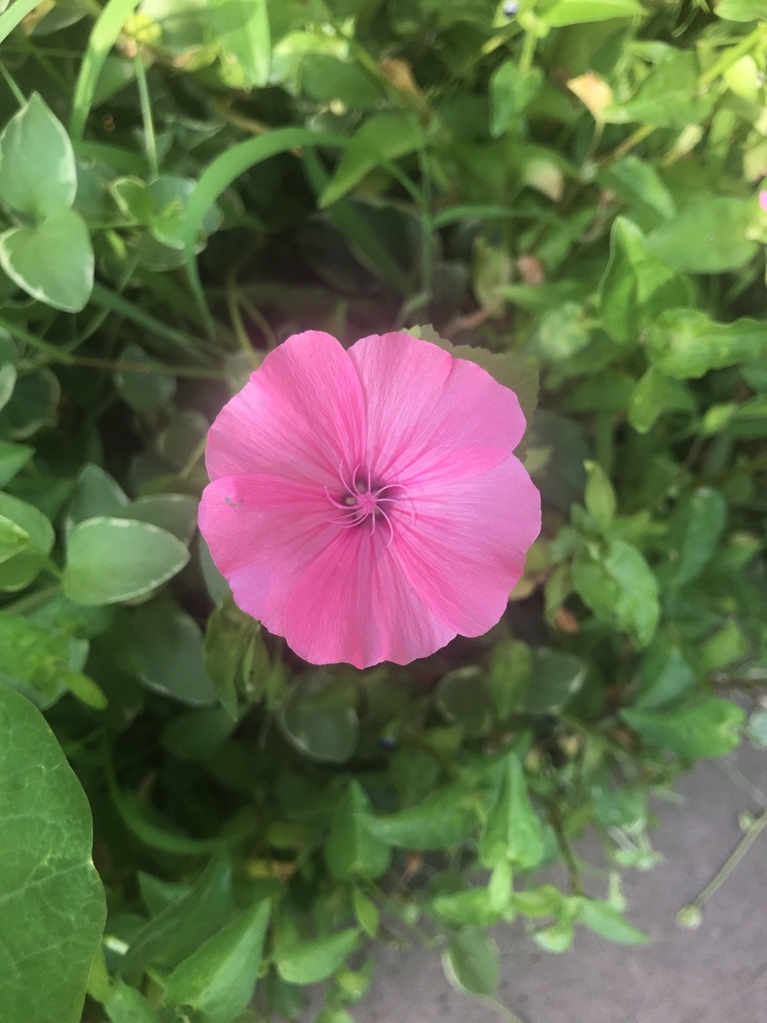 ハナアオイ（花葵）の育て方・栽培方法